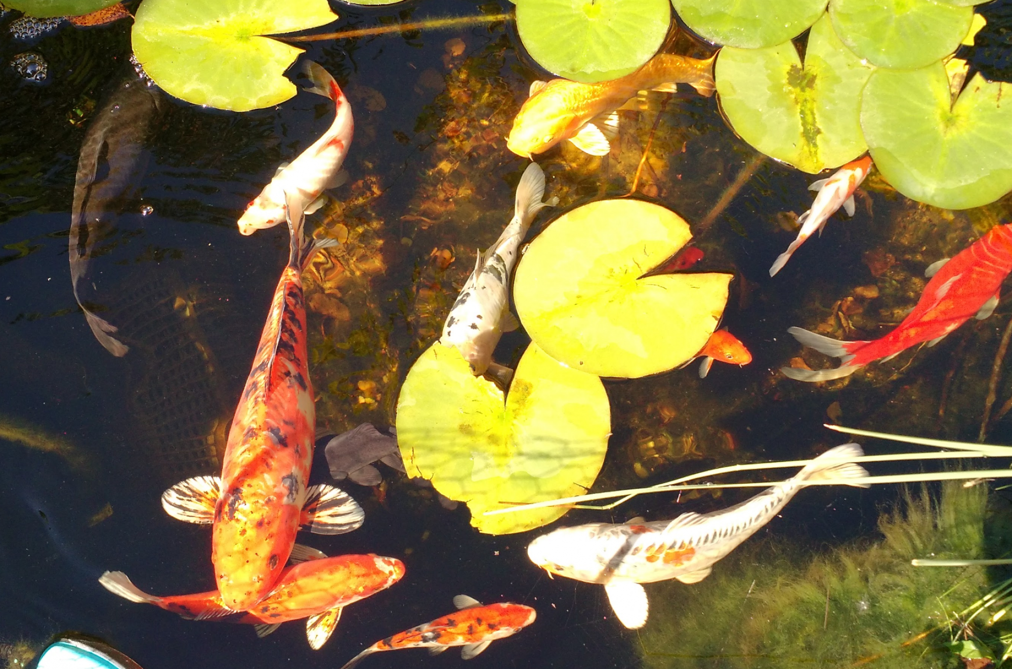 micro-koi